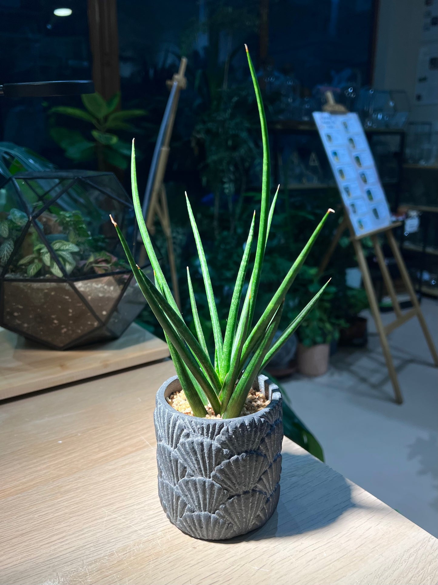 Snake Plant (虎尾兰 Sansevieria francisii) in Shell Pattern Designed Pot