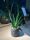 Snake Plant (虎尾兰 Sansevieria francisii) in Shell Pattern Designed Pot