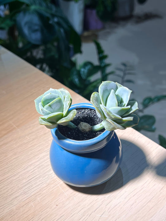 Graptoveria 'Lovely Rose' in Sea Blue Belly Ceramic Pot