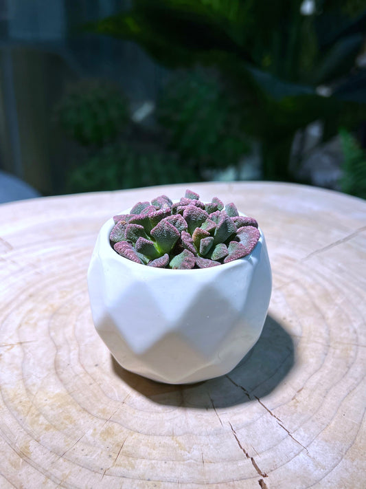 Titanopsis in Marble Ceramic Pot