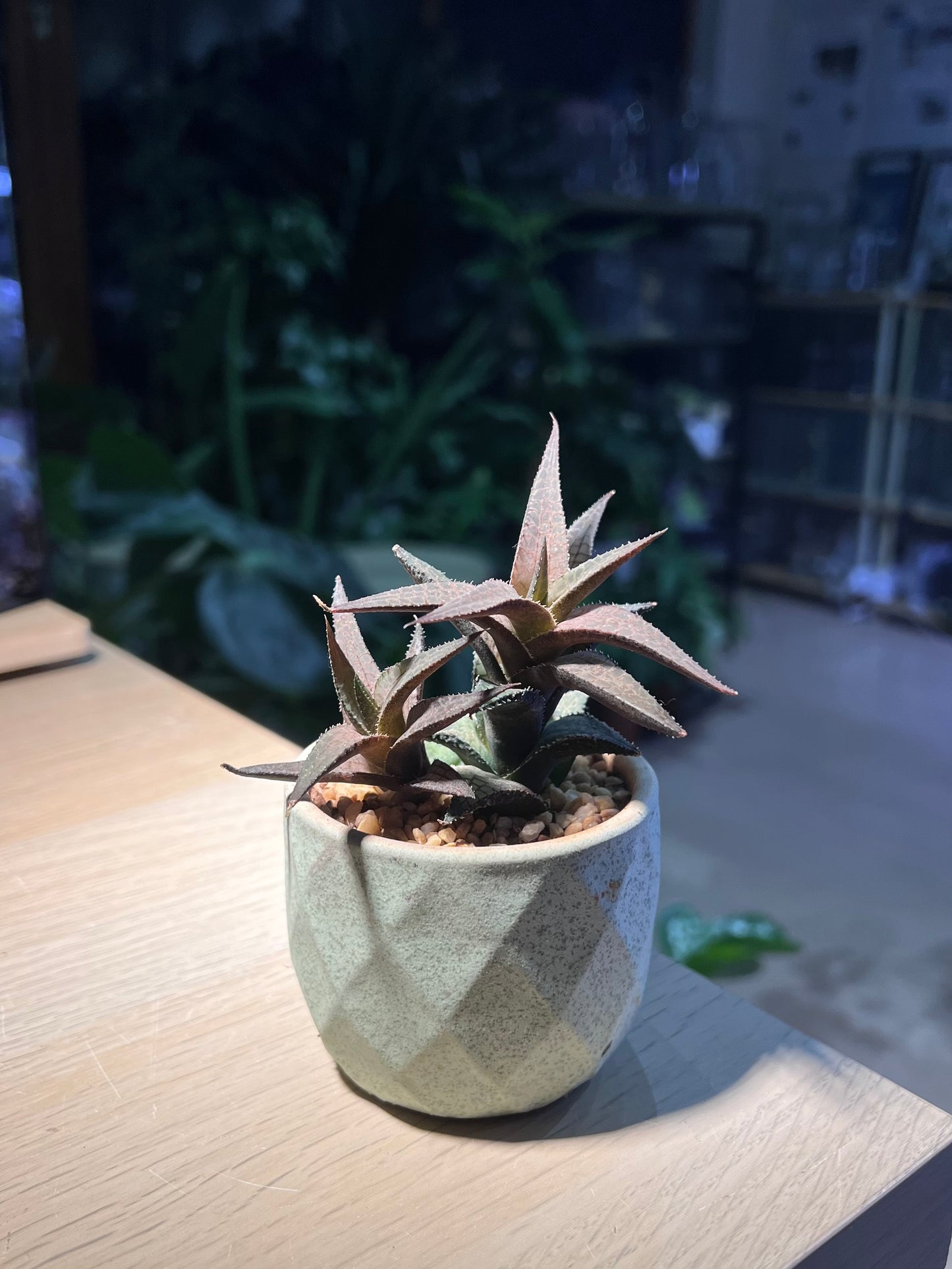Haworthia Venosa in Ceramic Pot