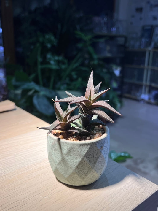 Haworthia Venosa in Ceramic Pot