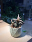 Haworthia Venosa in Ceramic Pot