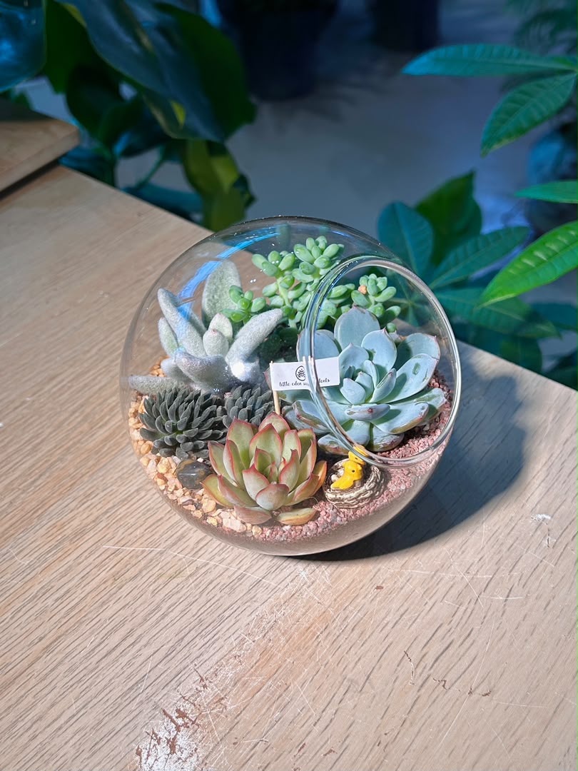Succulent Arrangement Terrarium (多肉植物) in Round Glass (L)
