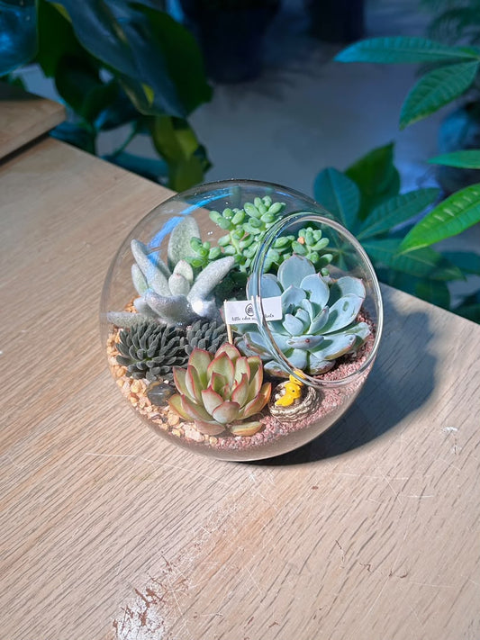 Succulent Arrangement Terrarium (ε€θζ€η©) in Round Glass (L)