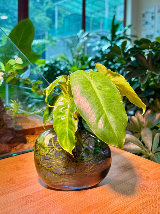 Philodendron Burle-Marx in Unique Water Based Glass