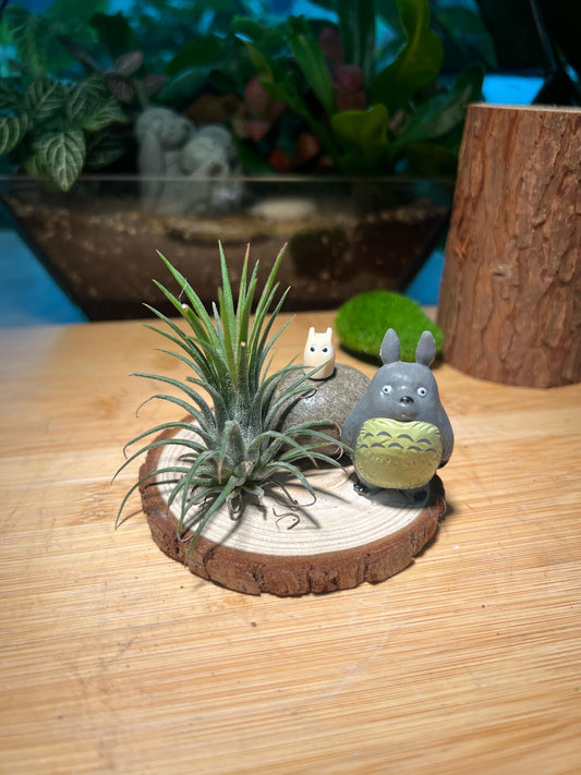 Airplant with Totoro Figurine Resting on Real Wood Coaster