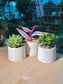 Door Gift - Succulent (多肉植物) in Cylindrical Matte Pot