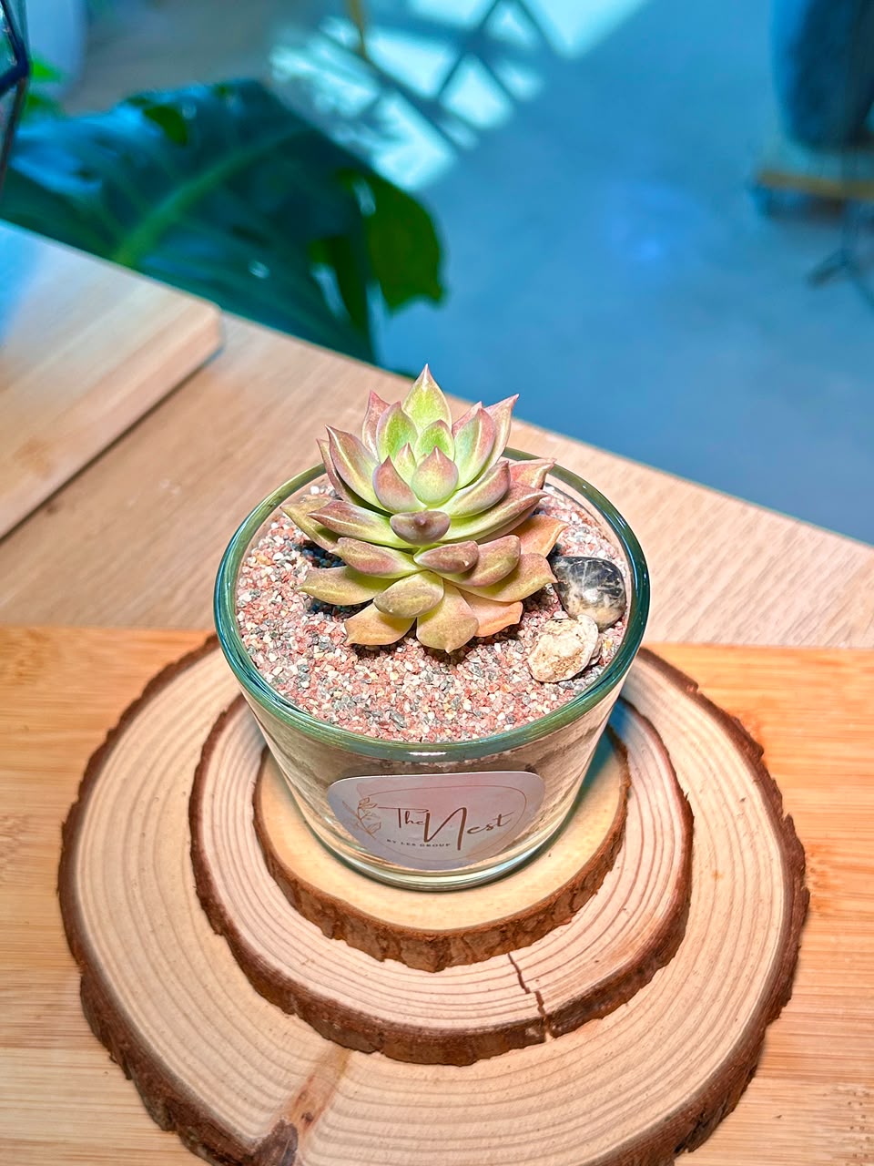 Echeveria Succulent in a Glass Pot