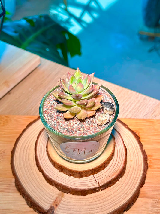 Echeveria Succulent in a Glass Pot