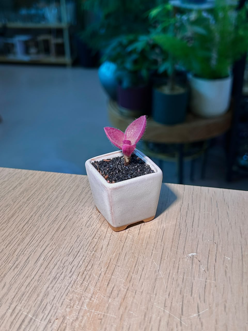 Baby Tradescantia Purple (淡色紫露草) in a White Matte Ceramic Pot