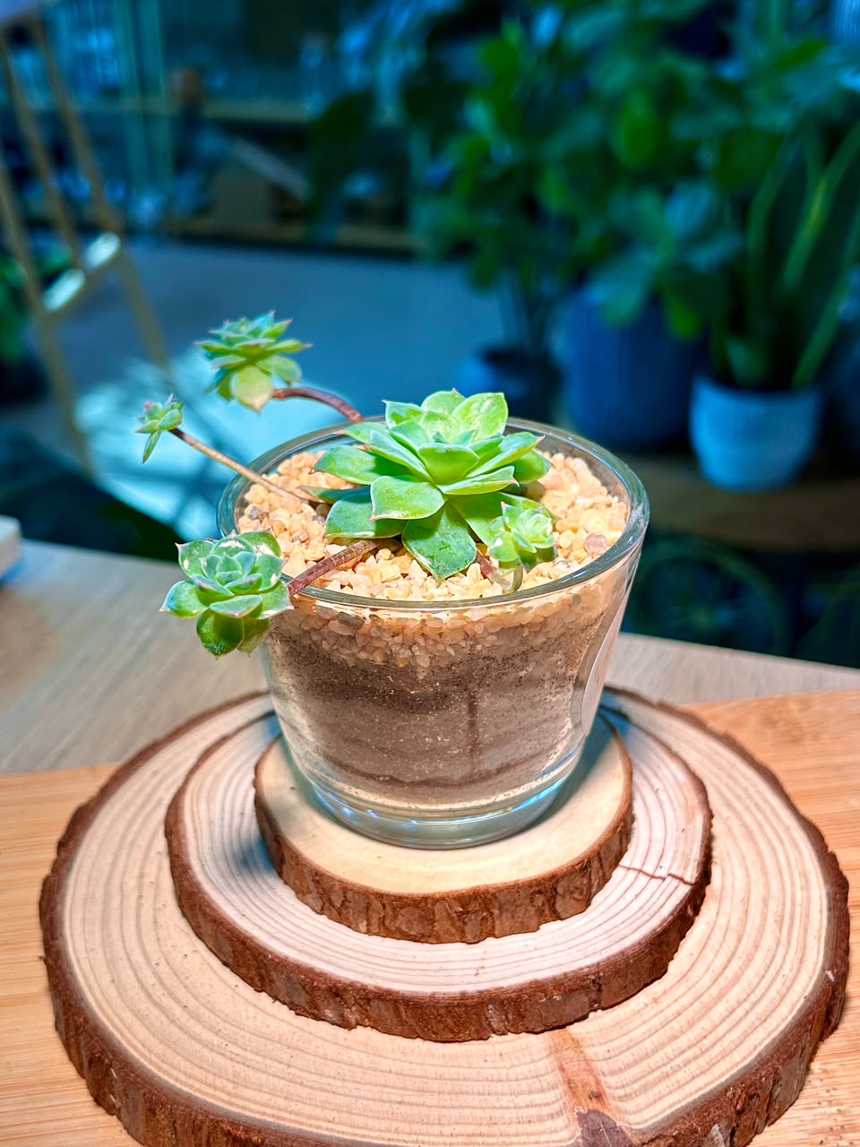 Echeveria Succulent in Glass Pot