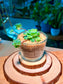 Echeveria Succulent in Glass Pot