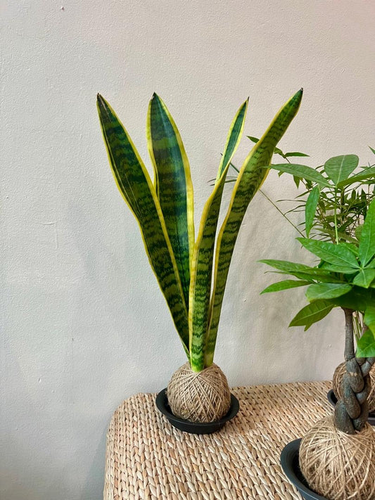 Kokedama - Snake Plant