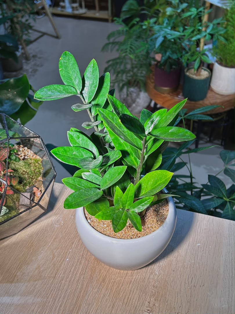 ZZ Plant 金钱树 (Zamioculcas Zamiifolia) in White Glazed Pot