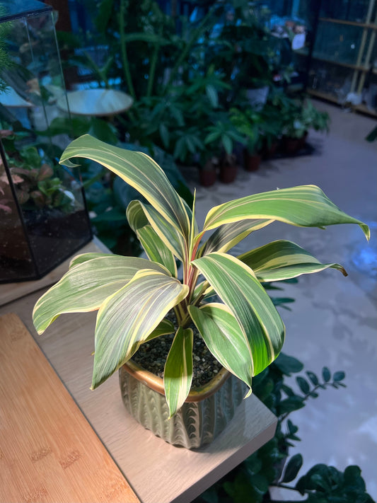 Cordyline Fruticosa (好运植物) in Square Ceramic Pot