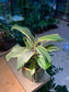 Cordyline Fruticosa (好运植物) in Square Ceramic Pot