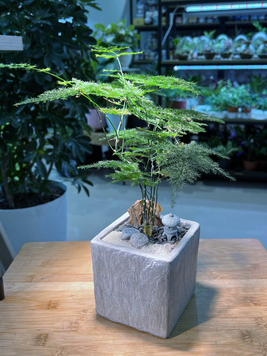 Asparagus Fern in Square Grey Textured Pot