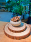 Baby Graptosedum ‘Bronze’ (姬胧月) Succulent in Textured Matte Ceramic Pot