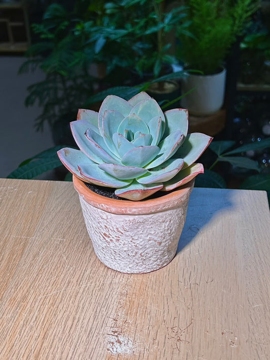 Echeveria Succulent (ε€θζ€η©) Echeveria Pulidonis in Textured Terracotta Pot