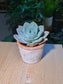 Echeveria Succulent (多肉植物) Echeveria Pulidonis in Textured Terracotta Pot