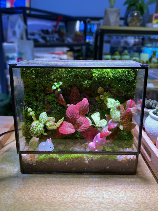 Moss Wall with Fittonia Arrangement in Black Rectangular Glass with Top Hung Lid (M)