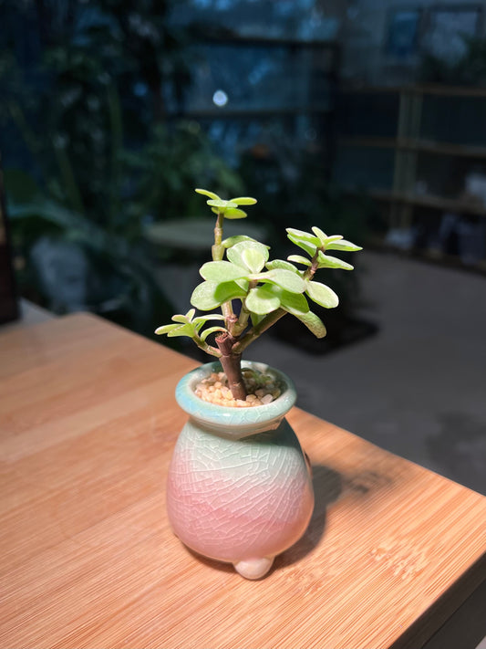 Portulacaria in Slim Bicolor Ceramic Pot