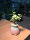 Portulacaria in Slim Bicolor Ceramic Pot