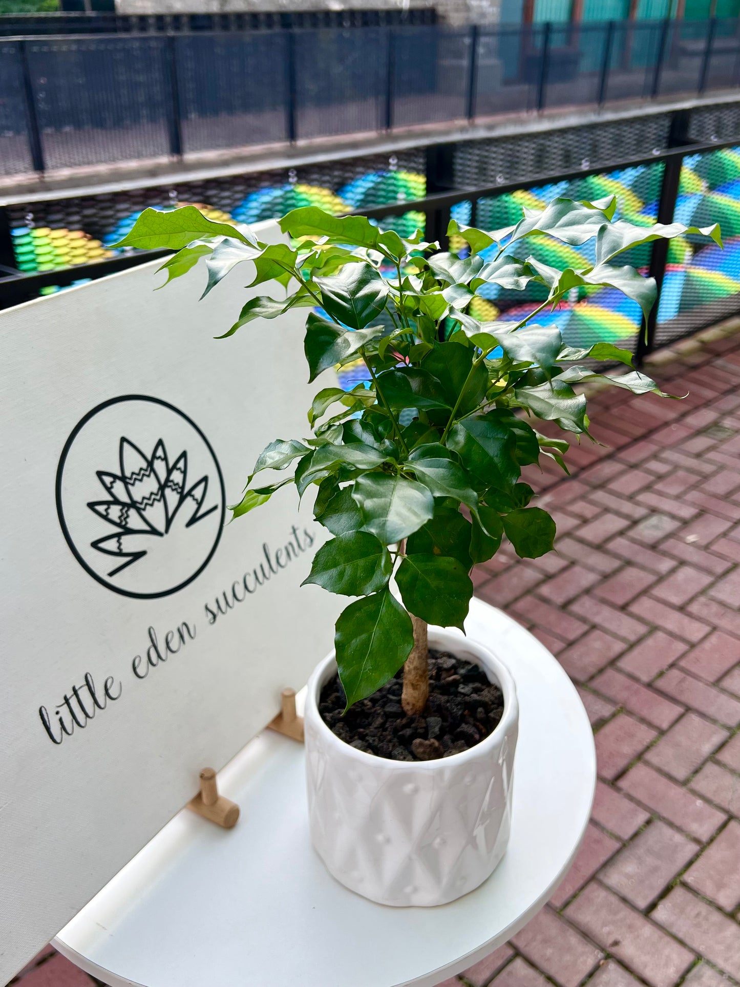 China Doll plant (Radermachera Sinica) in White Pattern Ceramic Pot