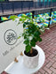 China Doll plant (Radermachera Sinica) in White Pattern Ceramic Pot
