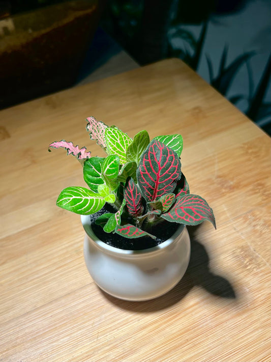 Fittonia in Small Belly Ceramic Pot