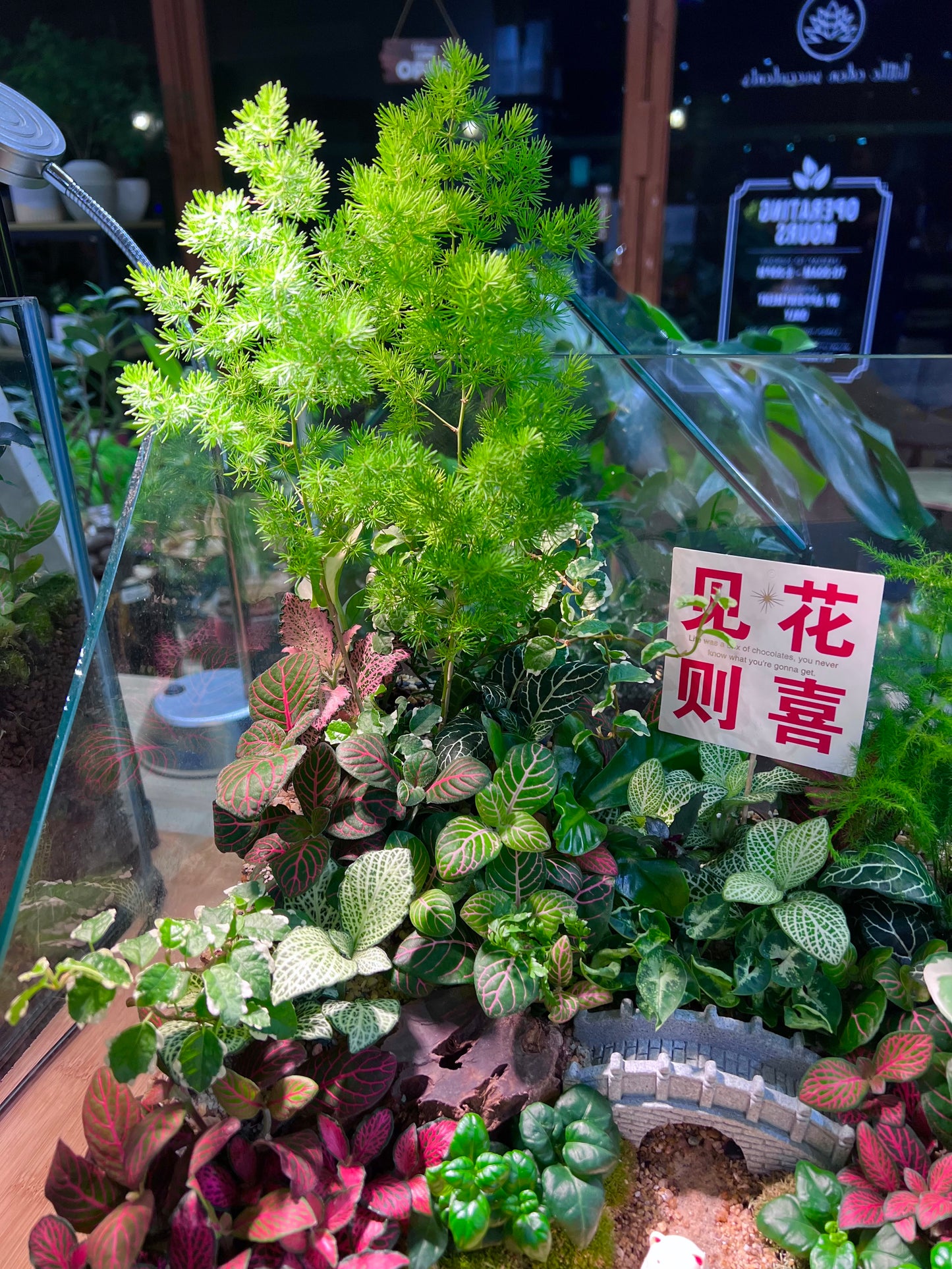 Indoor Plant Arrangement in Serene Forestscape Terrarium with 见花则喜 ❤️