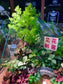 Indoor Plant Arrangement in Serene Forestscape Terrarium with 见花则喜 ❤️