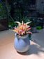 Fittonia in Sky Blue Ceramic Pot