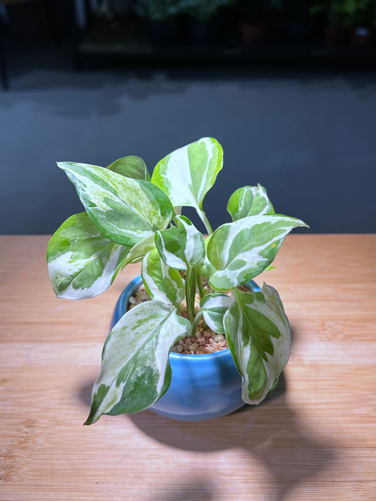 Pothos Njoy in Sea Blue Round Ceramic Pot