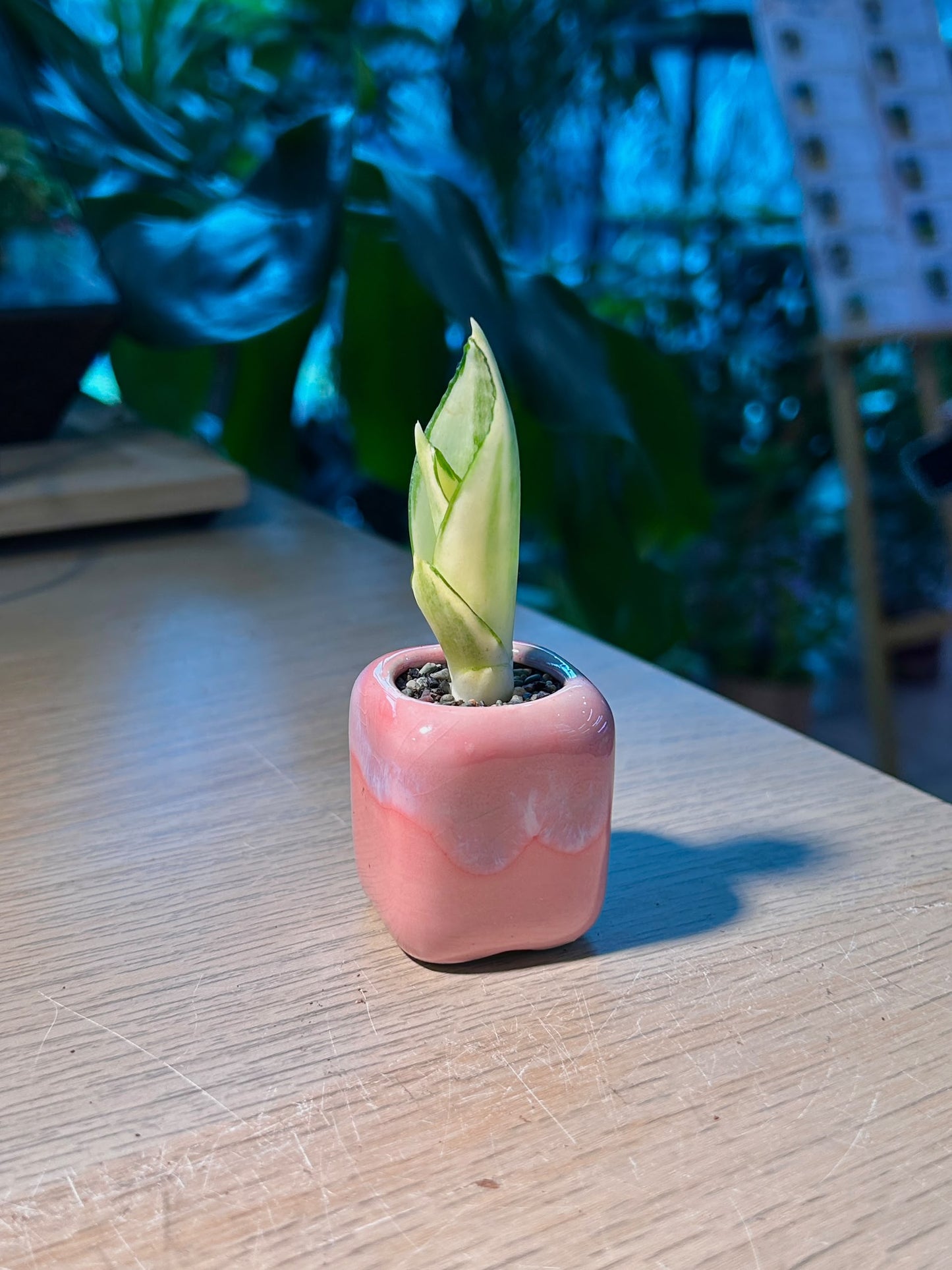 Snake Plant (虎尾兰) Sansevieria in Pink Glazed Ceramic Pot