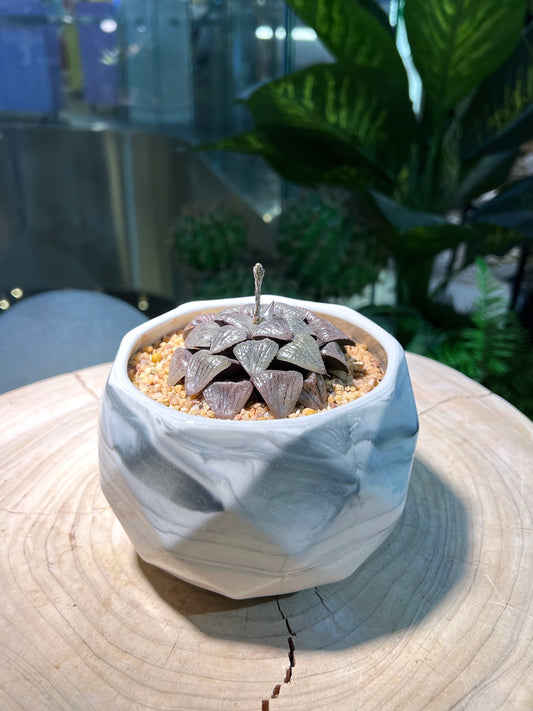 Haworthia in Giant Marble Ceramic Pot