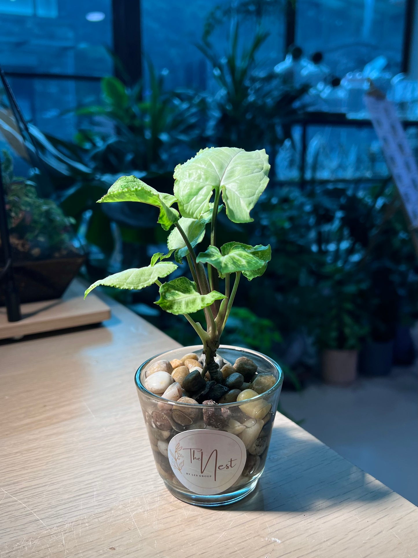 Syngonium in Water Based Glass Pot