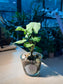 Syngonium in Water Based Glass Pot