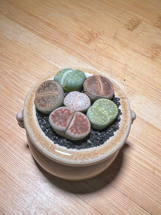 Lithops in Light Brown Belly Pot