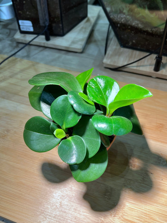 Dark Green Peperomia in Plastic Pot
