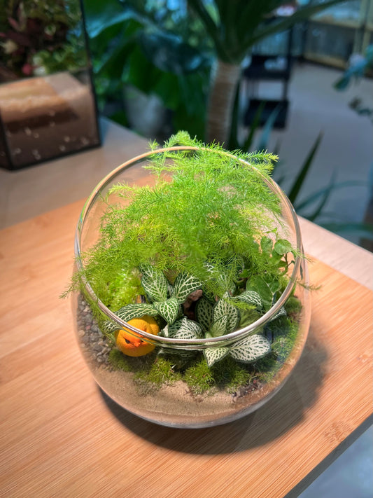 Fittonia and Asparagus Fern with Moss Arrangement in Slanted Glass (12cm)