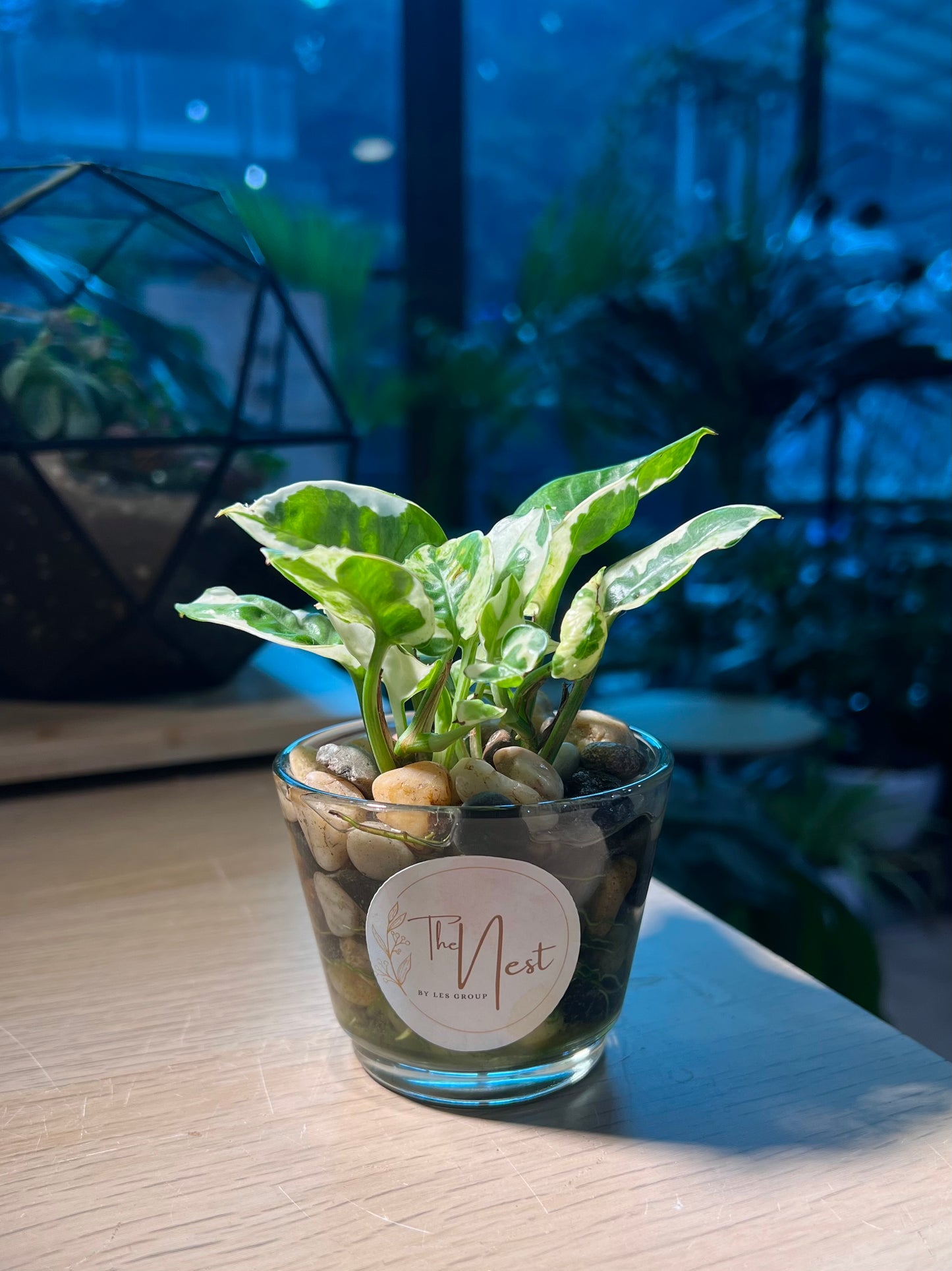 Pothos Njoy in Water Based Glass Pot