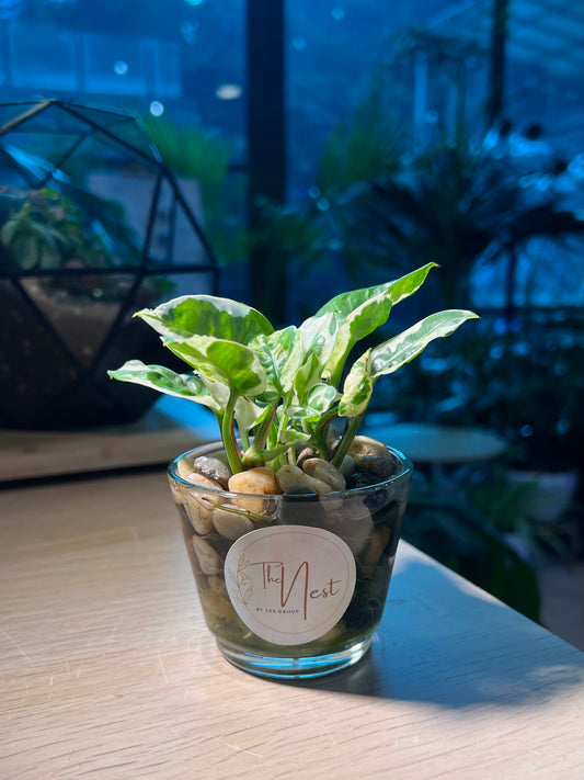 Pothos Njoy in Water Based Glass Pot