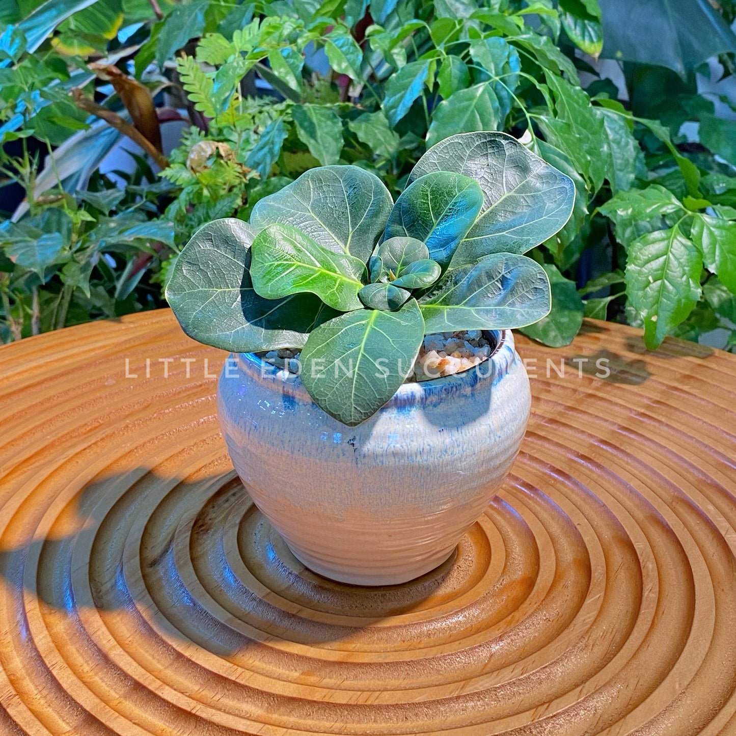 Ficus Lyrata in Off-White Blue Marble Designer Pot