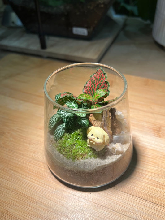Fittonia with Moss Arrangement in Fuji Glass