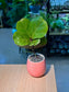 Ficus Lyrata Bambino (迷你琴叶榕) in Pink Matte Ceramic Pot