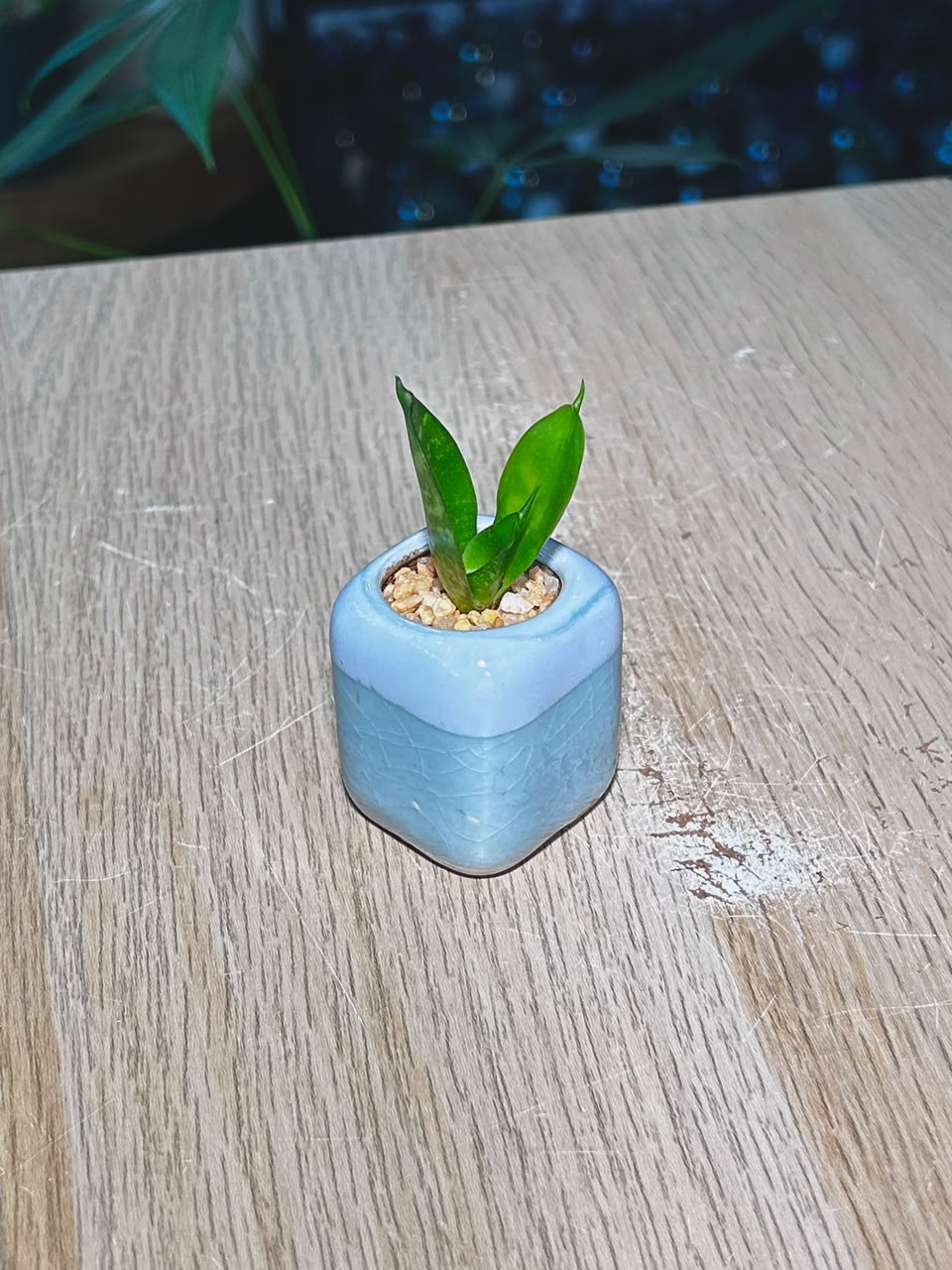 Snake Plant (虎尾兰) Sansevieria in Blue Glazed Ceramic Pot