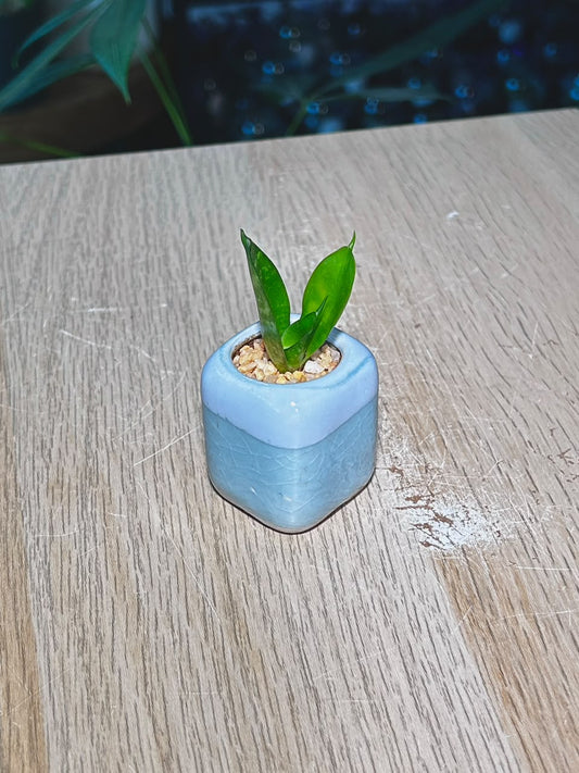 Snake Plant (虎尾兰) Sansevieria in Blue Glazed Ceramic Pot
