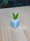 Snake Plant (虎尾兰) Sansevieria in Blue Glazed Ceramic Pot